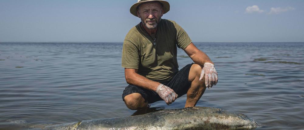 Der ukrainische Wissenschaftler Ivan Rusev untersucht einen toten Delfin.