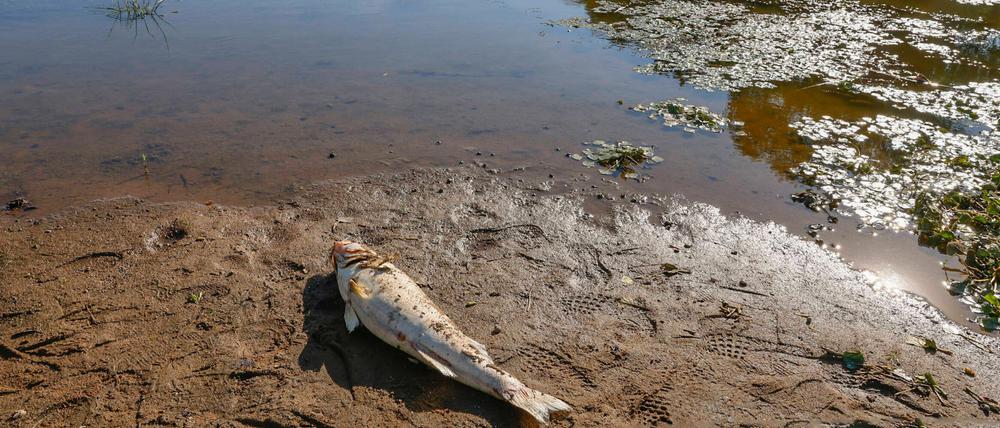 Tote Fische prägen das Bild der Oder.