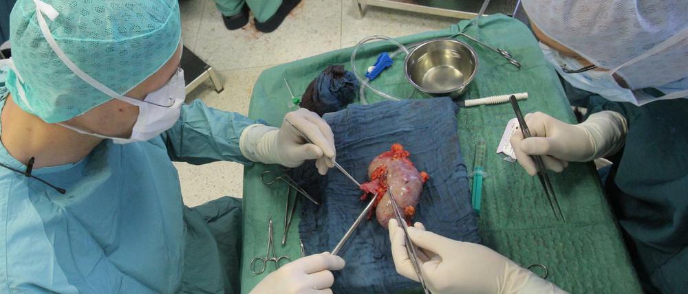 Immer seltener. Chirurgen am Uniklinikum Jena bereiten eine entnommene Niere zur Transplantation vor.