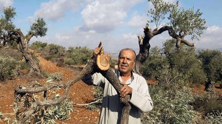 Ein palästinensischer Bauer bei Nablus klagt: Bewohner der israelischen Siedlung Eli bei Nablus zerstören regelmäßig die Olivenbäume der palästinensischen Bewohner. 
