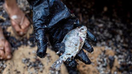 Eine Frau hält einen toten Fisch, nach der Verschmutzung von Stränden in Israel durch eine Ölkatastrophe.