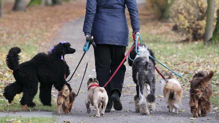 Dogwalker mit sechs Hunden in einem Park.