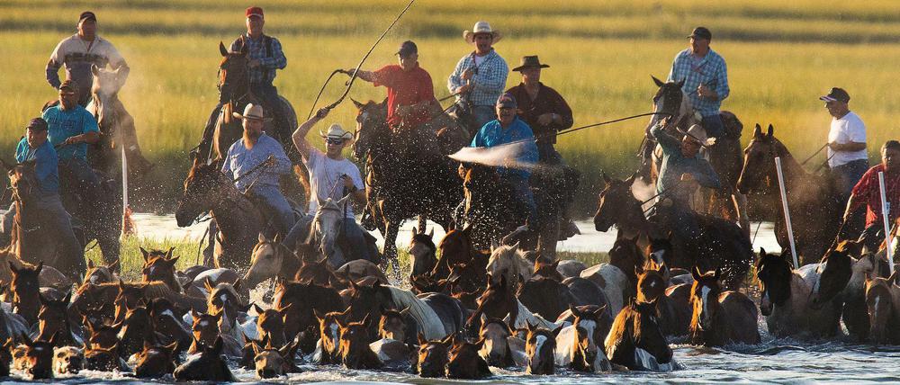 Salzwasser-Cowboys treiben junge, wild lebende Hengste von der Atlantikinsel Assateague zur Versteigerung.