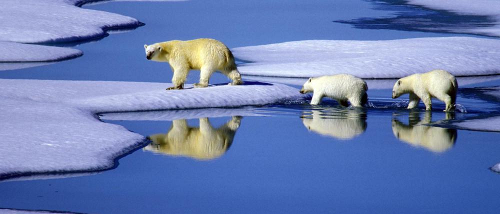 Eine Eisbärenmutter marschiert mit ihren beiden Jungen auf Futtersuche über Eisschollen im Gebiet der Nordwest-Passage in Kanada. 
