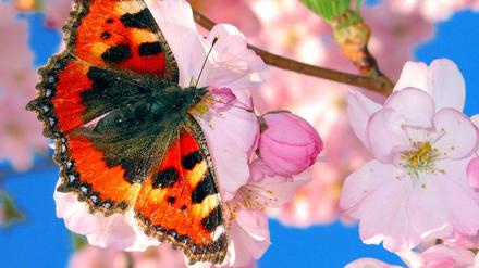 Ein Schmetterling (Kleiner Fuchs) sammelt am 15.04.2003 bei frühlingshaftem Wetter in Magdeburg auf Kirschblüten den Nektar. 