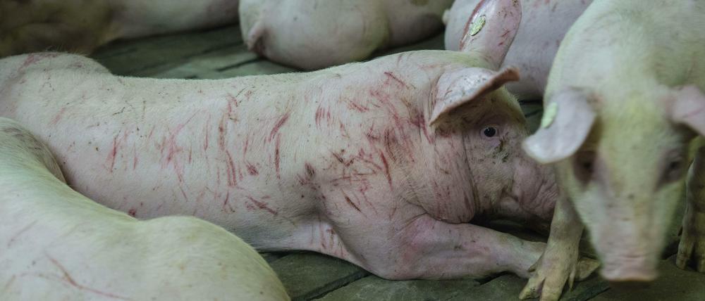 Eine Foto der Tierschutzorganisation "Tierretter" soll verletzte Schweine auf dem Hof von Schulze Föcking zeigen. 