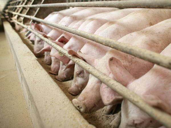 Seit 1994 hat sich die Produktion von Schweinefleisch in Deutschland auf 5,5 Tonnen verdoppelt.