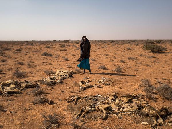 Saida Mousseh Mohammed Hassan steht zwischen den Skeletten ihrer toten Ziegen nahe dem Ort Uusgure im Nordosten Somalias. 