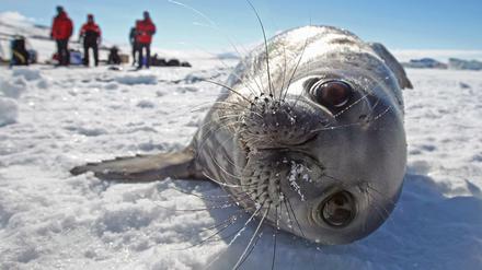 Ein Seehund im antarktischen Weddellmeer, das auch zukünftig der Forschung vorbehalten bleiben soll.