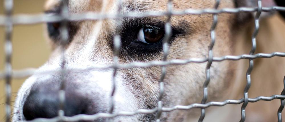 Der Staffordshire-Terrier-Mischling "Chico", der seine Besitzer getötet haben soll, in einem Gehege im Tierheim Hannover.