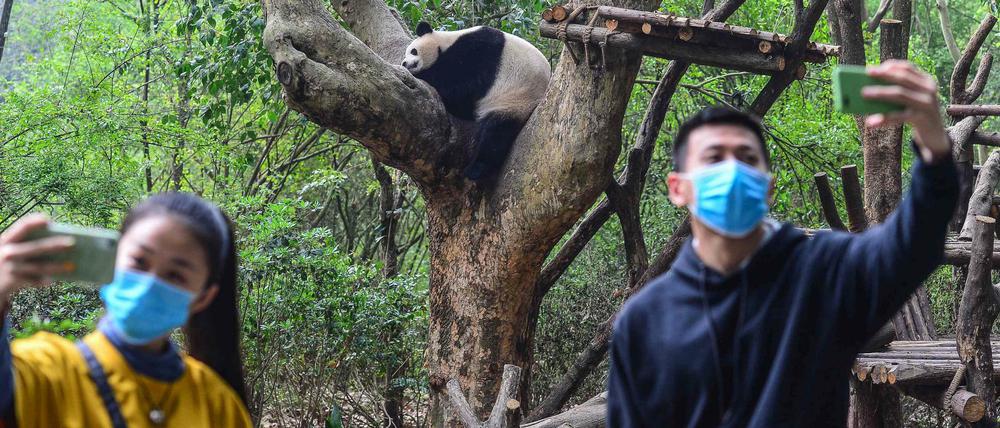 Besucher eines Panda-Reservats in Chengdu 
