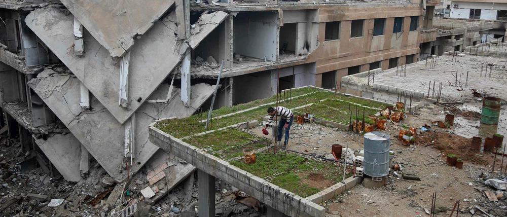 Lebensmittel zwischen Trümmern. Ein Syrer wässert die Pflanzen, die er auf einer Ruine angebaut hat.