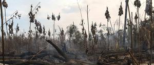 Eine Regenwaldregion in Brasilien nach einem Feuer. 