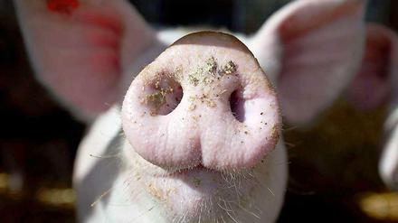 Seit dem gestrigen Montag kann in der Europäischen Union endgültig jeder Kosmetikartikel mit der Gewissheit gekauft werden, dass dafür keine Tiere leiden mussten.
