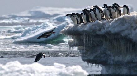 Im Weddell-Meer in der Antarktis gibt es zahlreiche schützenswerte Tierarten.