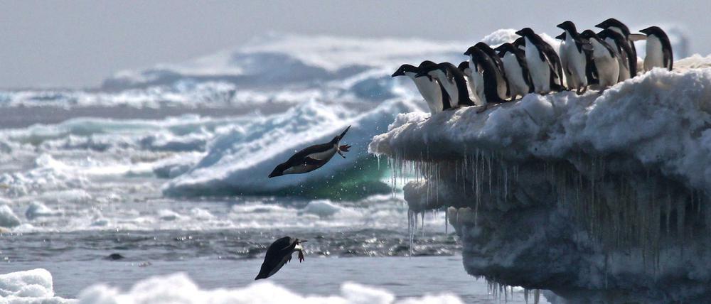 Im Meer vor der Antarktis leben unter anderem Wale, Seehunde und Pinguine.