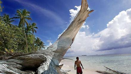 Dem Untergang geweiht. Tepuka Island gehört zum Südsee-Inselstaat Tuvalu. Der Anstieg des Meeresspiegels gefährdet diese Inseln. Auf manchen Inseln binden sich Bewohner bei Sturmwarnungen hoch oben auf Palmen fest, bis das Wasser sich wieder zurückzieht. 