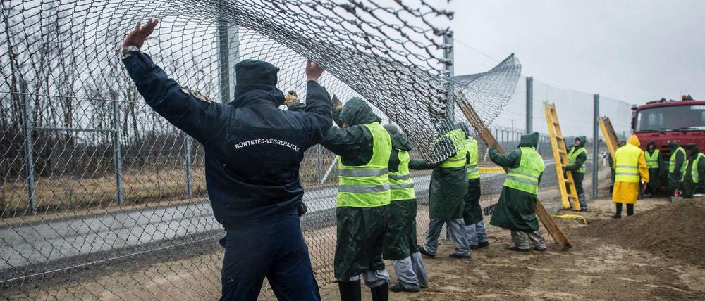 Strafgefangene und ein Aufseher bauen im März 2017 nahe Kelebia, 178 km südöstlich von Budapest (Ungarn), einen zweiten Zaun hinter dem ersten Grenzzaun zwischen Ungarn und Serbien. 