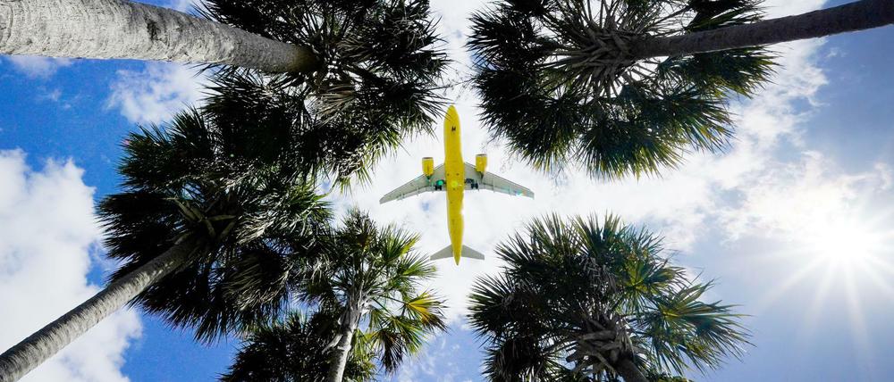 Ein Passagierflugzeug landet am Flughafen Tampa im US-Bundesstaat Florida und ist dabei vom Boden aus über den Wipfeln von Palmen zu sehen.