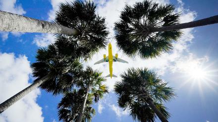 Ein Passagierflugzeug landet am Flughafen Tampa im US-Bundesstaat Florida.