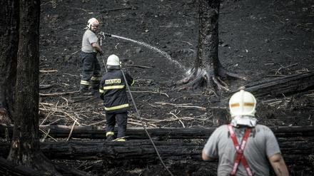 Einsatzkräfte der Feuerwehr löschen einen Waldbrand im Nationalpark Böhmische Schweiz. 