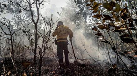 Ein Mitarbeiter der brasilianischen Umweltbehörde inmitten eines von den Waldbränden zerstörten Waldstücks 