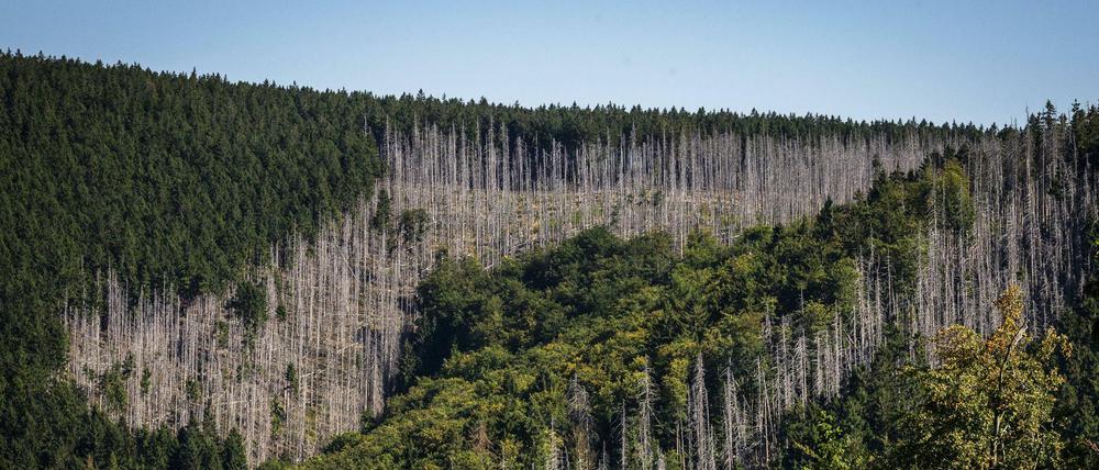 Als Folge des Klimawandels sind immer mehr Wälder in ihrer Existenz bedroht - wie hier einige Stellen im Nationalpark Harz. 