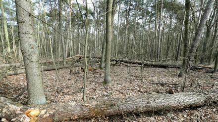 Umgestürzte Bäume und Totholz in einem Wald im Revier Müggelsee.