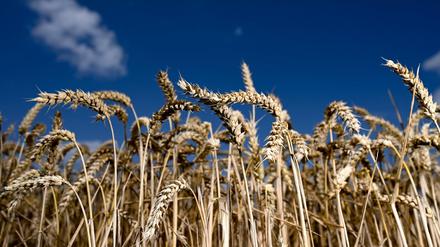 Wegen des Ukraine-Kriegs steigen die Weizenpreise. Das hat Folgen für die Lebensmittelpreise in Deutschland.