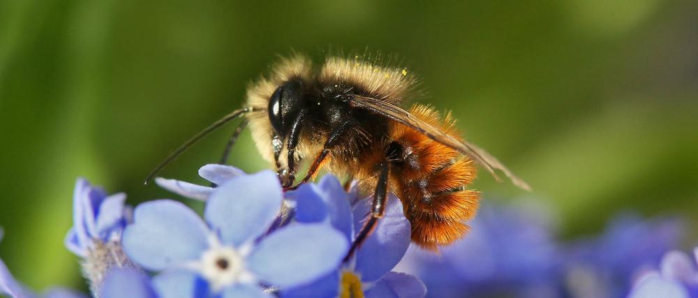 Ohne Bienen keine Früchte - aber das ist nicht er einzige Grund, warum wir sie brauchen.