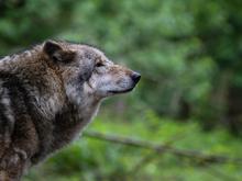 Bauernverband warnt vor Rechtsruck: Wolfsschutz spielt der AfD in die Hände