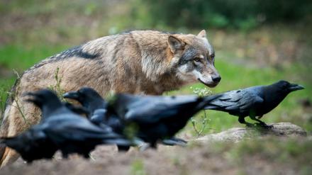 Ein Wolf beobachtet Kolkraben in einem Gehege im Wildpark Schorfheide. 