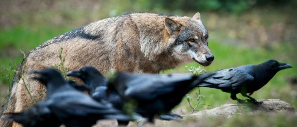 Ein Wolf beobachtet Kolkraben in einem Gehege im Wildpark Schorfheide. 