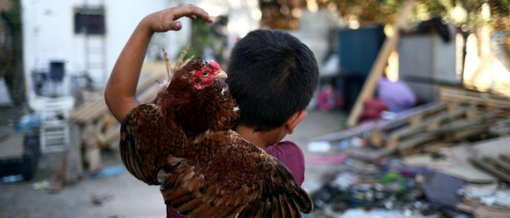 Ein Junge in Beirut trägt ein Huhn auf seiner Schulter.