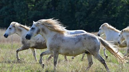 Die 22 Pferde in Wesendahl werden rassetypisch in großer Herde gehalten.