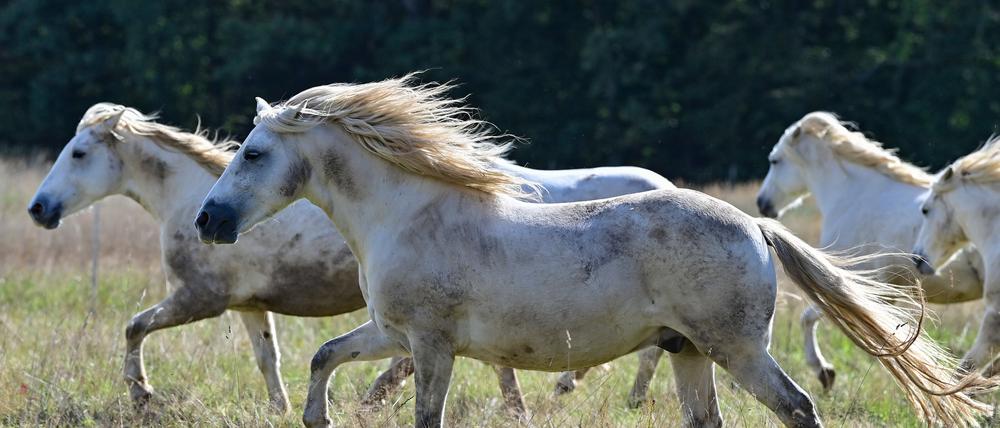 Die 22 Pferde in Wesendahl werden rassetypisch in großer Herde gehalten.