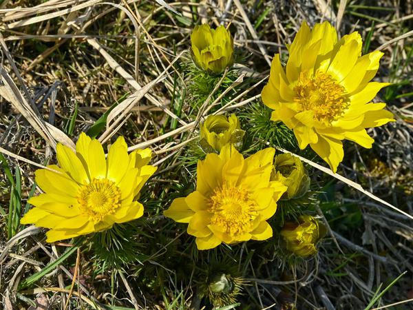 Adonisröschen blühen zwischen Mallnow und Lebus an der Oder in Ostbrandenburg. Für die giftigen Blumen wurde das Areal 1984 zu einem Trockerasen-Naturschutzgebiet erklärt. 