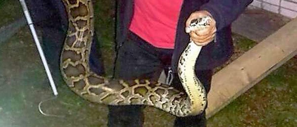 Tigerpython bei Ausflug in Brandenburg entdeckt