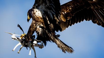 In Frankreich und in den Niederlanden werden Adler bereits für den Kampf gegen Drohnen abgerichtet.