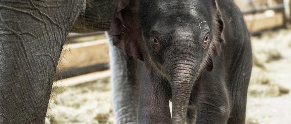 Der junge Elefantenbulle ist in der Neujahrsnacht im Tierpark Berlin geboren worden.