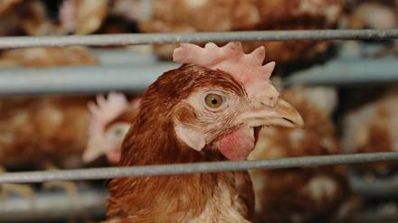 Haben immer mehr Fürsprecher: Leidende Hühner in Massentierhaltung.
