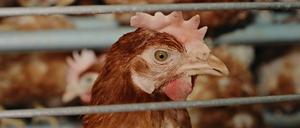 Haben immer mehr Fürsprecher: Leidende Hühner in Massentierhaltung.