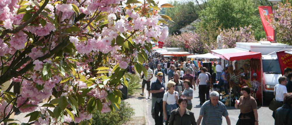 Das Werderaner Baumblütenfest lockt jedes Jahr viele tausend Menschen an.