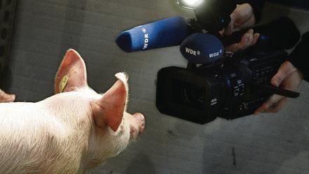 Ferkel im Fernsehen. Der Westdeutsche Rundfunk machte schweinische Bilder auf der Grünen Woche.
