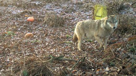 Vegetarier leben gefährlich. Jedenfalls, wenn sie Wölfe sind. Der zweijährige Rüde soll nicht länger auf Komposthaufen seine Nahrung suchen. Er wurde jetzt zum Abschuss freigegeben.