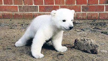It’s a Fritz. Das Eisbärenbaby im Berliner Tierpark hat nun einen Namen.