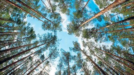Zu viele – zu dicht.  In Brandenburgs Wäldern herrscht eine Kiefernmonostruktur, die aufgelöst werden soll. Die derzeit 74 Prozent Kiefernwälder sollen auf 50 Prozent schrumpfen.