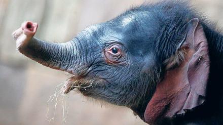 Spontangeburt. Dieser kleine Elefantenbulle kam am Neujahrstag im Berliner Tierpark zur Welt. Es ist das sechste Mal, dass die asiatische Elefantendame Kewa, 32 Jahre, Nachwuchs bekam. Der Vater ist übrigens Elefantenbulle Ankhor. Der kleine Elefant ist derzeit im Dickhäuterhaus im Tierpark zu sehen.