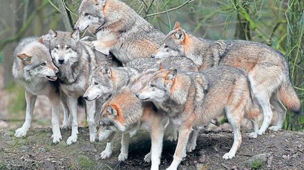 Im Rudel. Mit der Wolfspopulation wächst die Angst der Bauern.