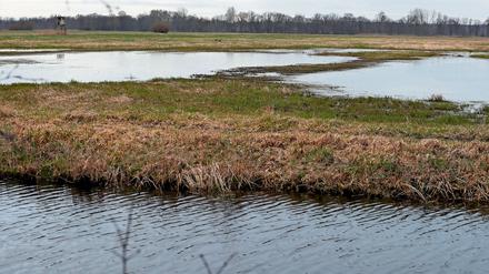 

Feuchte Grünland-Flächen wie nahe dem Fahrländer See gibt es im Potsdamer Norden viele. Sie befinden sich auf
Moorböden und binden viel CO2, sofern ihrWasserstand nicht für landwirtschaftliche Nutzung abgesenkt wird. Foto: Ottmar Winter